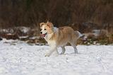 BORDER COLLIE 1200